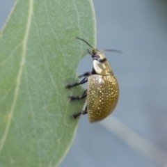 Paropsisterna cloelia at Scullin, ACT - 19 Nov 2022