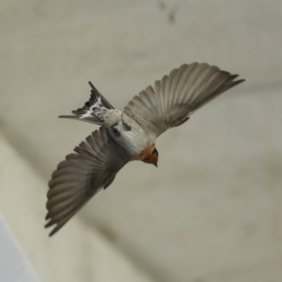 Hirundo neoxena (Welcome Swallow) at Canberra Airport, ACT - 4 Dec 2022 by AlisonMilton