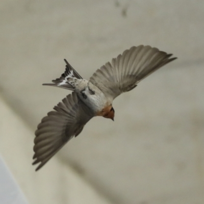 Hirundo neoxena (Welcome Swallow) at Canberra Airport, ACT - 5 Dec 2022 by AlisonMilton