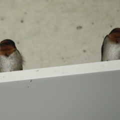 Hirundo neoxena at Canberra Airport, ACT - 5 Dec 2022