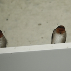 Hirundo neoxena at Canberra Airport, ACT - 5 Dec 2022