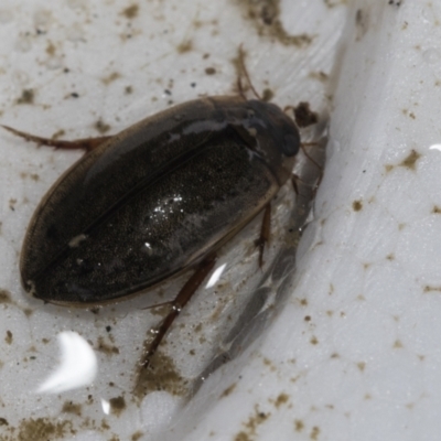 Dytiscidae (family) (Unidentified diving beetle) at Higgins, ACT - 5 Dec 2022 by AlisonMilton