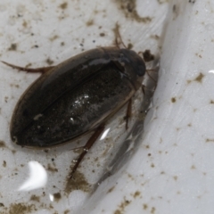 Dytiscidae (family) (Unidentified diving beetle) at Higgins, ACT - 5 Dec 2022 by AlisonMilton