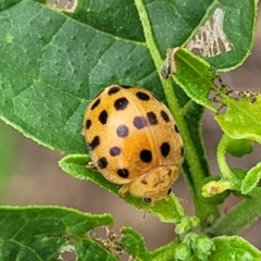 Epilachna sumbana (A Leaf-eating Ladybird) at Nambucca Heads, NSW - 24 Dec 2022 by trevorpreston