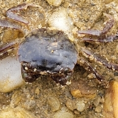Unidentified Crab at Nambucca Heads, NSW - 24 Dec 2022 by trevorpreston