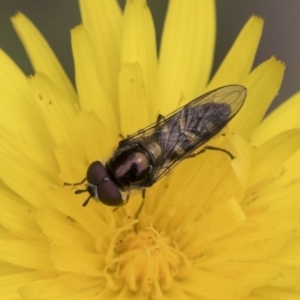 Melangyna sp. (genus) at Scullin, ACT - 19 Nov 2022