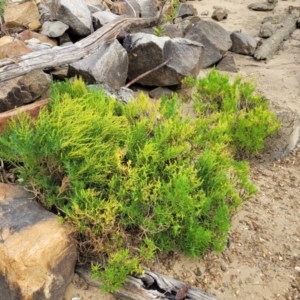 Suaeda australis at Nambucca Heads, NSW - 24 Dec 2022