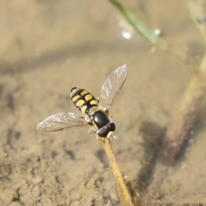 Melangyna viridiceps at Pialligo, ACT - 5 Dec 2022