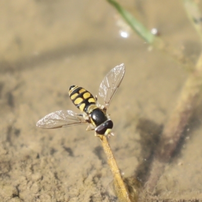 Melangyna viridiceps (Hover fly) at Pialligo, ACT - 5 Dec 2022 by AlisonMilton