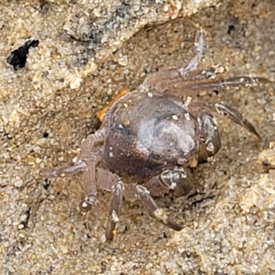 Unidentified Crab / Prawn / Barnacle (Crustacea) at Nambucca Heads, NSW - 24 Dec 2022 by trevorpreston
