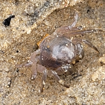 Unverified Crab, Prawn, Barnacle (Crustacea) at Nambucca Heads, NSW - 24 Dec 2022 by trevorpreston