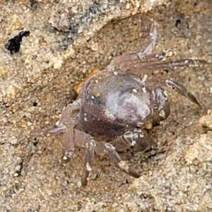 Unidentified Crab / Prawn / Barnacle (Crustacea) (TBC) at suppressed by trevorpreston