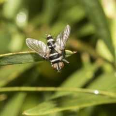 Trigonospila sp. (genus) at Higgins, ACT - 22 Dec 2022