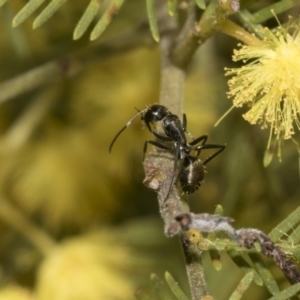 Camponotus aeneopilosus at Bruce, ACT - 13 Sep 2022