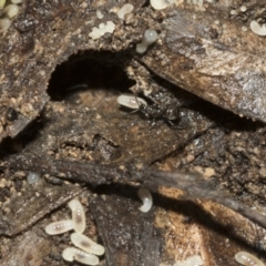 Formicidae (family) (Unidentified ant) at Bruce Ridge to Gossan Hill - 13 Sep 2022 by AlisonMilton