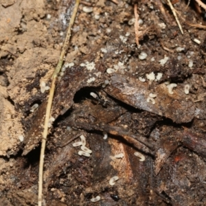 Formicidae (family) at Bruce, ACT - 13 Sep 2022