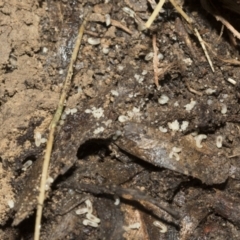 Formicidae (family) at Bruce, ACT - 13 Sep 2022 02:06 PM