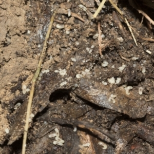 Formicidae (family) at Bruce, ACT - 13 Sep 2022