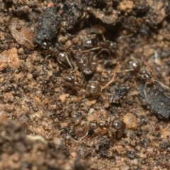 Formicidae (family) at Bruce, ACT - 13 Sep 2022