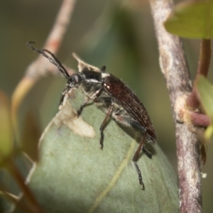 Homotrysis scutellaris at Higgins, ACT - 15 Dec 2022