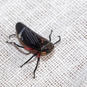 Eurymeloides lineata at Hawker, ACT - 7 Dec 2022 03:52 PM