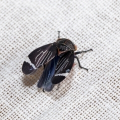 Eurymeloides lineata at Hawker, ACT - 7 Dec 2022