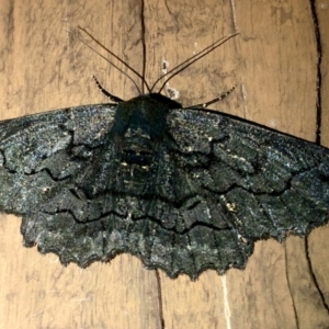 Melanodes anthracitaria at Burra, NSW - 24 Dec 2022 11:59 PM