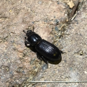 Passalidae (family) at Burra, NSW - 25 Dec 2022