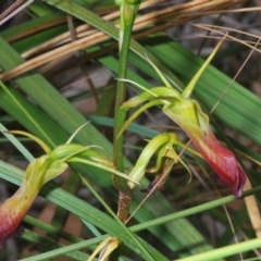 Cryptostylis subulata (Cow Orchid) at Ulladulla Reserves Bushcare - 21 Dec 2022 by Harrisi