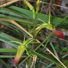 Cryptostylis subulata at Ulladulla, NSW - suppressed