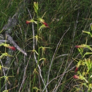 Cryptostylis subulata at Ulladulla, NSW - suppressed