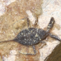 Laccotrephes tristis (Water Scorpion or Toe-biter) at Deua River Valley, NSW - 20 Dec 2022 by Harrisi