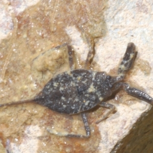 Laccotrephes tristis at Deua River Valley, NSW - 20 Dec 2022 04:02 PM