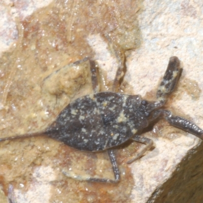 Unidentified Water or Shore Bug (several families) at Deua River Valley, NSW - 20 Dec 2022 by Harrisi