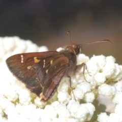 Toxidia doubledayi (Lilac Grass-skipper) at Kiora, NSW - 20 Dec 2022 by Harrisi