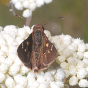 Toxidia doubledayi at Kiora, NSW - 20 Dec 2022