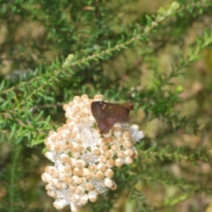 Toxidia doubledayi at Kiora, NSW - 20 Dec 2022