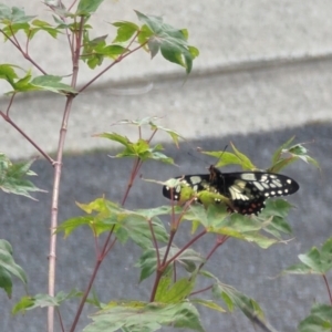 Papilio anactus at Phillip, ACT - 23 Dec 2022 04:26 PM