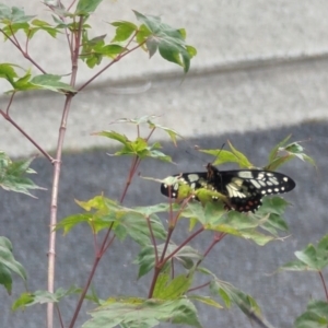 Papilio anactus at Phillip, ACT - 23 Dec 2022