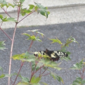 Papilio anactus at Phillip, ACT - 23 Dec 2022 04:26 PM