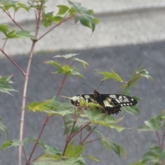 Papilio anactus at Phillip, ACT - 23 Dec 2022 04:26 PM