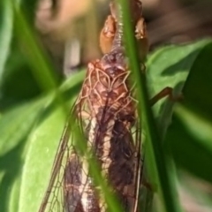Austromantispa sp. (genus) (A mantis fly) at Mawson Ponds - 23 Dec 2022 by stofbrew