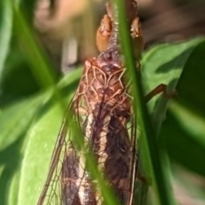 Austromantispa sp. (genus) (A mantis fly) at Mawson Ponds - 23 Dec 2022 by stofbrew