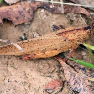 Goniaea carinata at Kiah, NSW - 24 Dec 2022