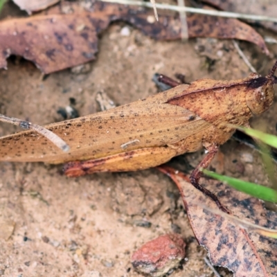 Goniaea carinata (Black kneed gumleaf grasshopper) at East Boyd State Forest - 23 Dec 2022 by KylieWaldon