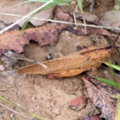 Goniaea carinata at Kiah, NSW - 24 Dec 2022