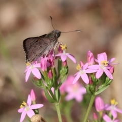 Hesperilla donnysa (Varied Sedge-skipper) at Kiah, NSW - 24 Dec 2022 by KylieWaldon