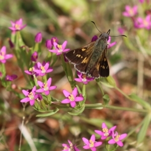 Hesperilla donnysa at Kiah, NSW - suppressed