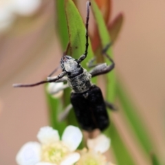 Cerambycidae (family) (Longhorn beetle) at Kiah, NSW - 23 Dec 2022 by KylieWaldon