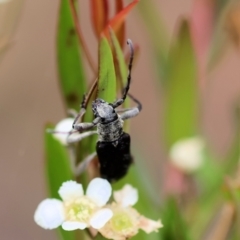 Cerambycidae (family) at Kiah, NSW - 24 Dec 2022